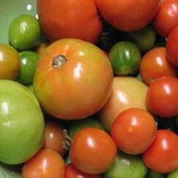 Как ускорить дозревание помидоров в домашних условиях?