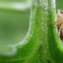 Какие насекомые способны полностью уничтожить плантацию клубники