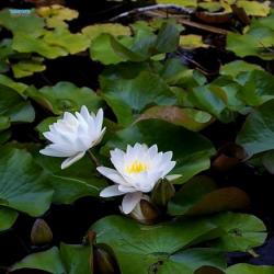 Водяная лилия: описание цветка Кувшинка белая высота