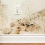 Плесневый грибок в квартире: чем опасен и как бороться?