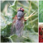 Малинная стеблевая муха — как бороться, как защитить урожай малины Малиновая муха борьба с ней