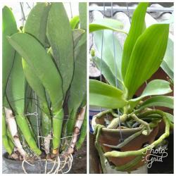 Комнатная орхидея — характерные особенности и тонкости ухода за растениями